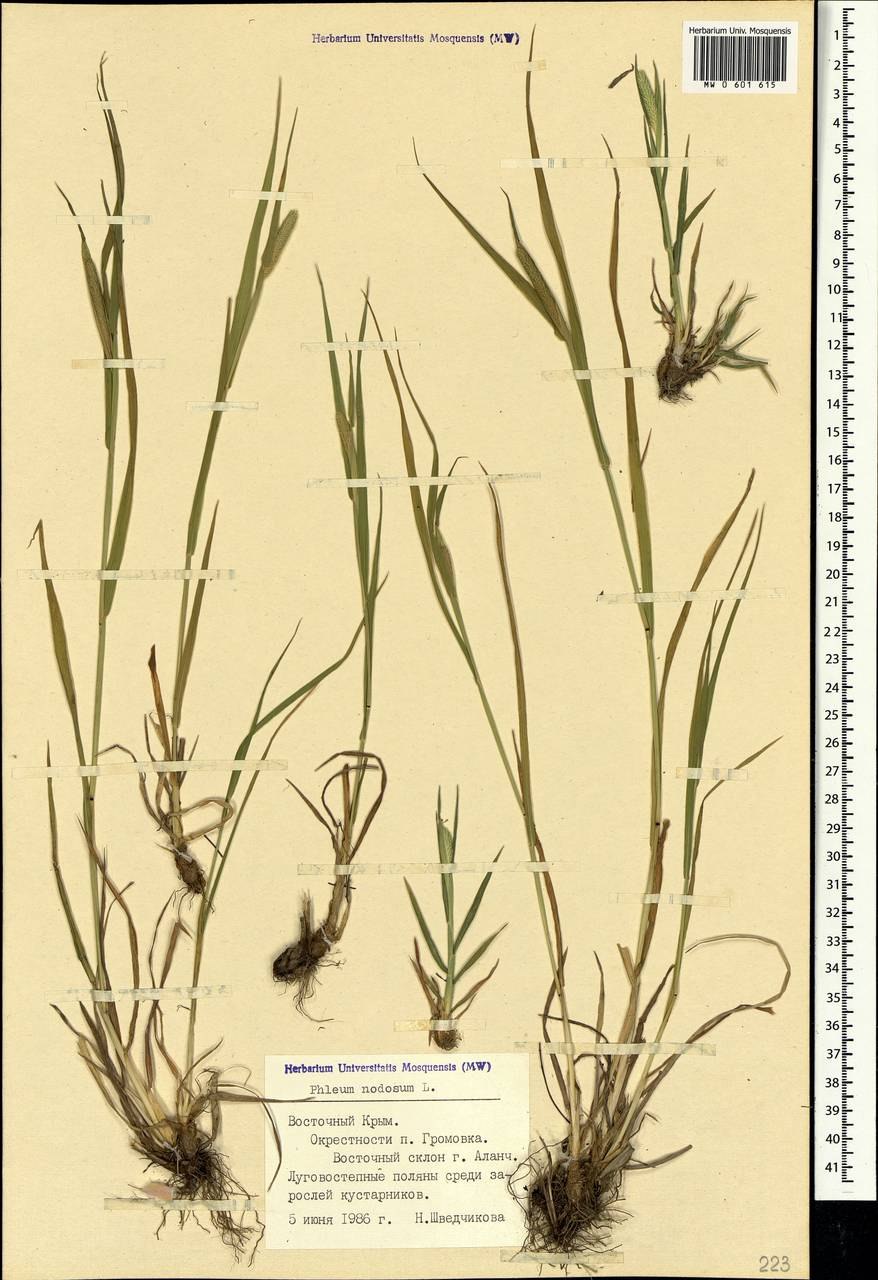 Тимофеевка Луговая Ленинградская 204