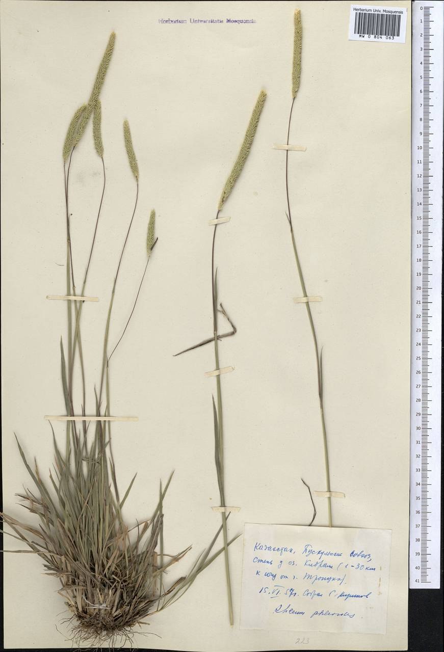 Газонная трава Тимофеевка