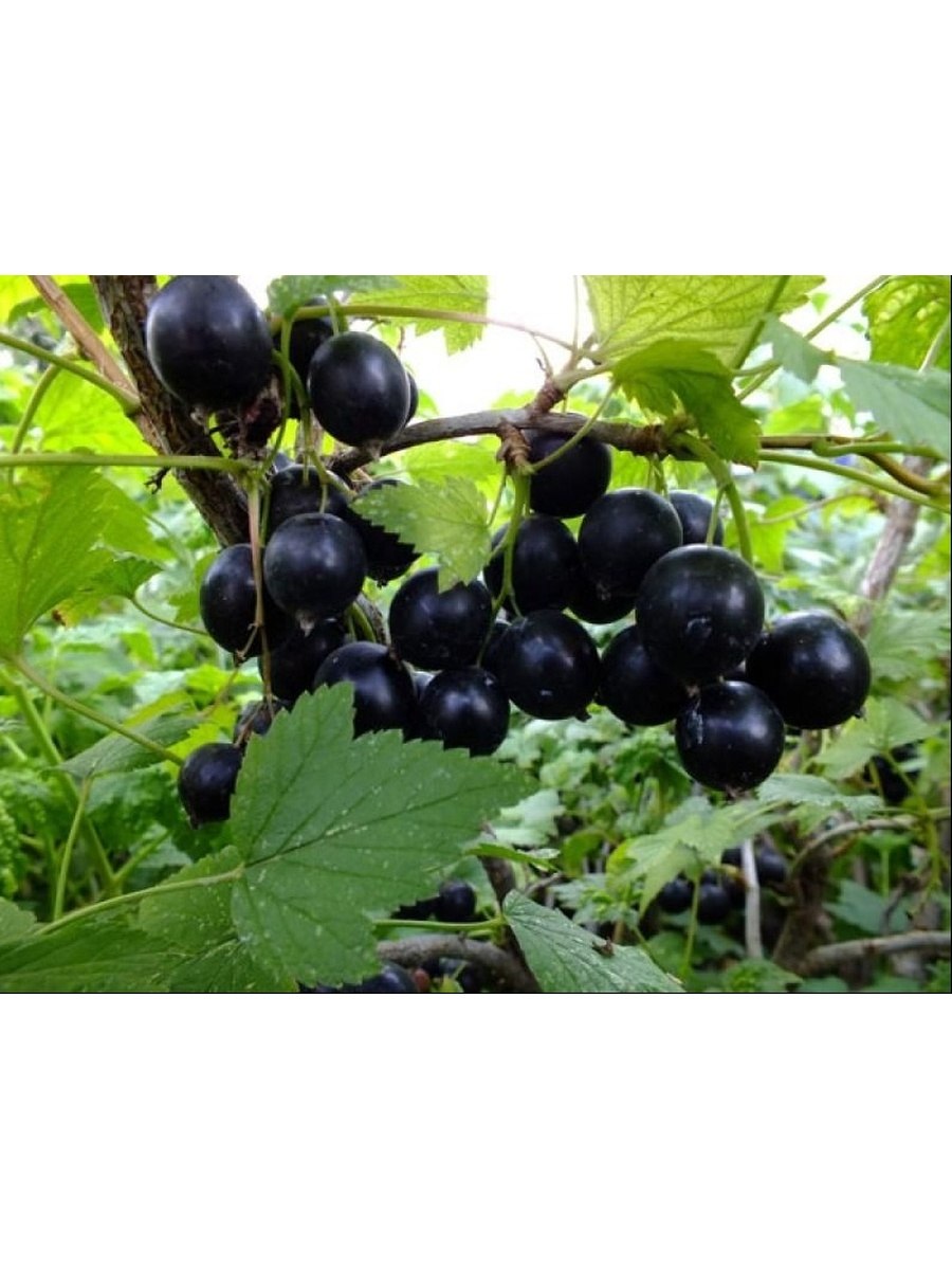 51 Смородина черная Добрыня