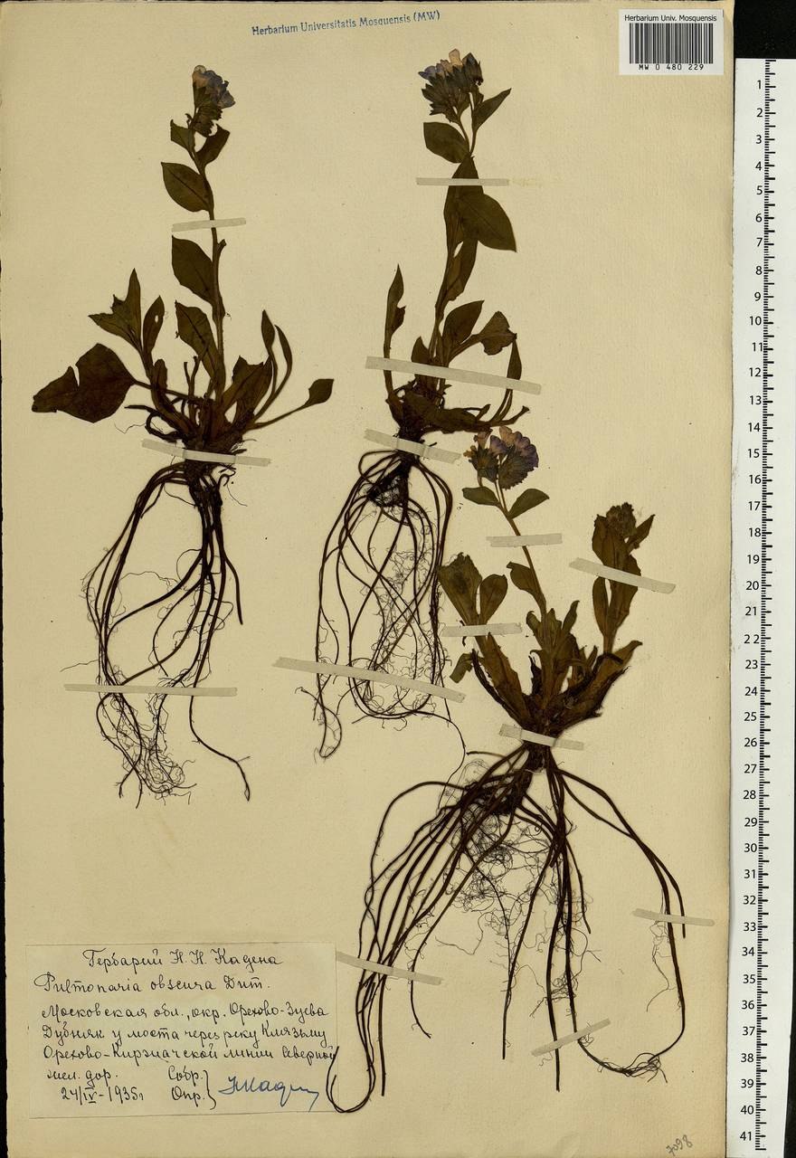 Медуница Пульмонария