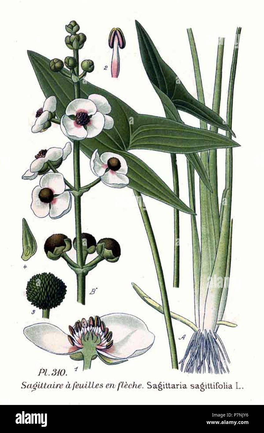 Стрелолист биология