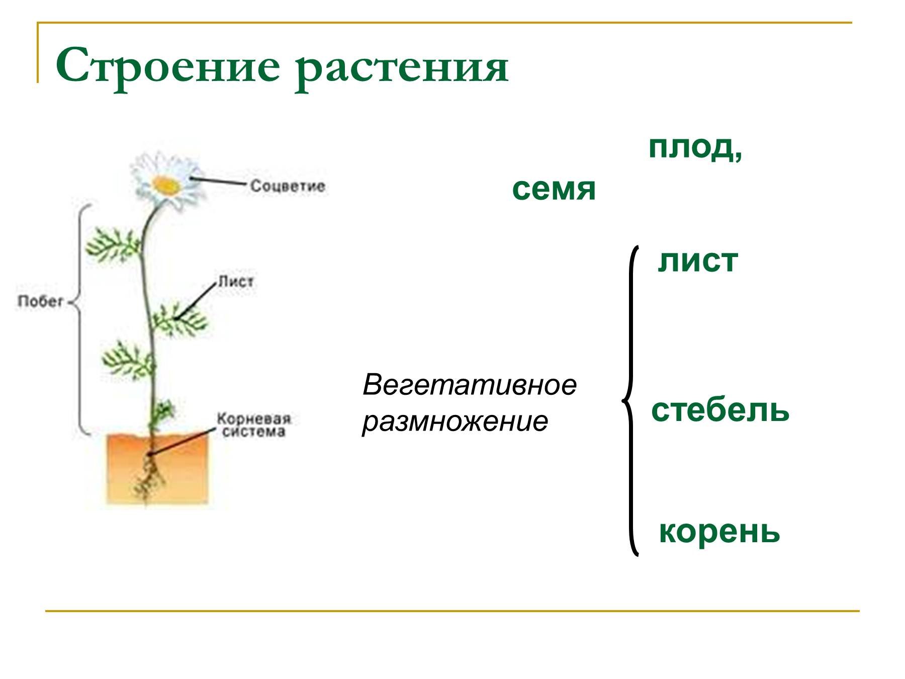 Тело высших растений состоит. Строение ромашки схема биология. Вегетативное размножение растений стеблем, корнем листом. Опишите внешнее строение растений. Части растения схема.