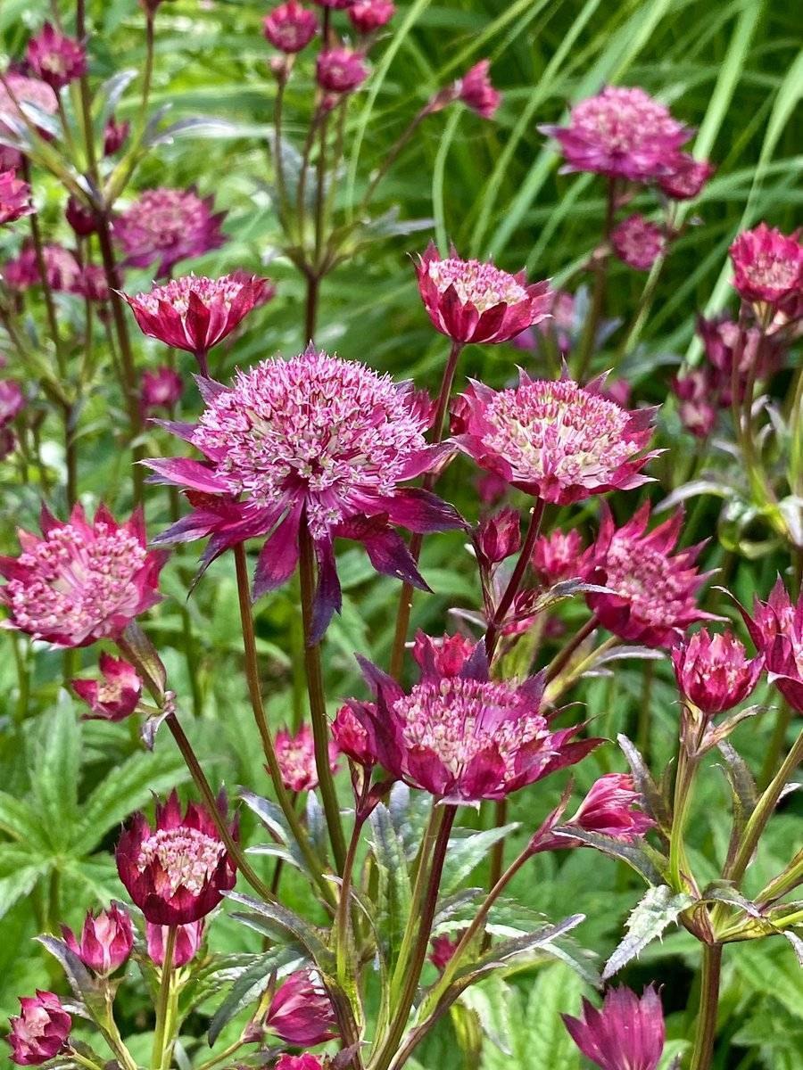 Астранция ROMA