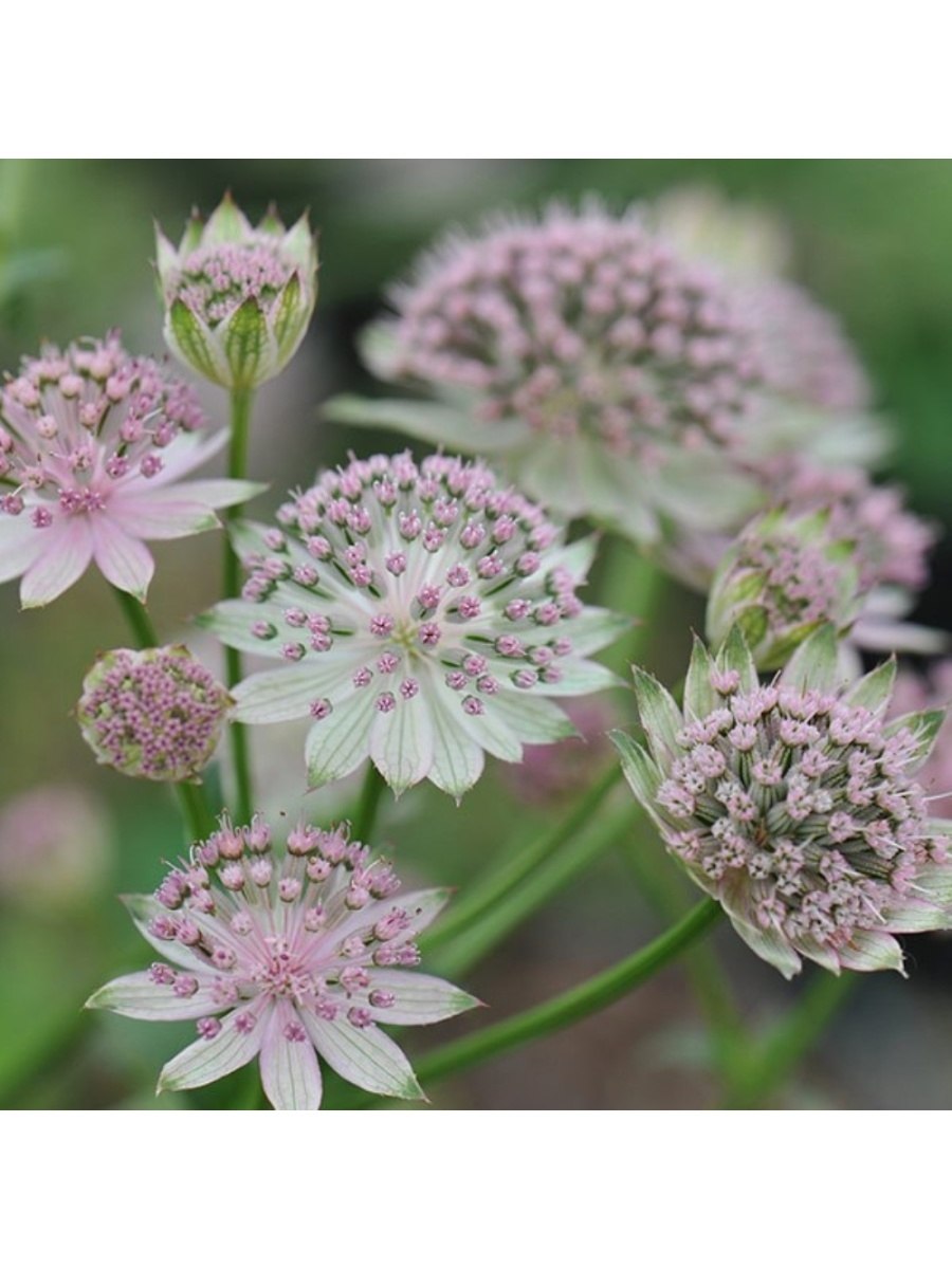 Астранция (Astrantia) prima Ballerina