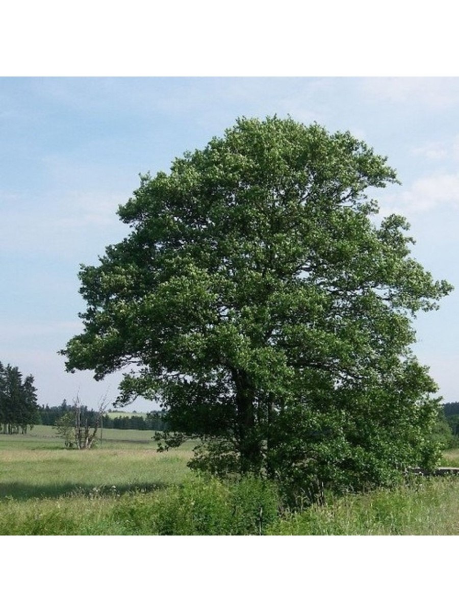 Плоды ольхи