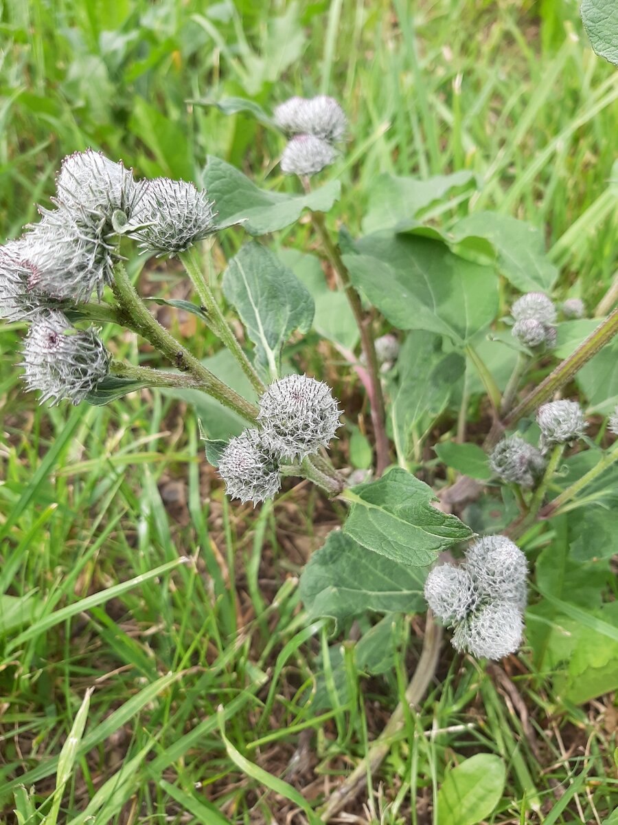 Горький лопух