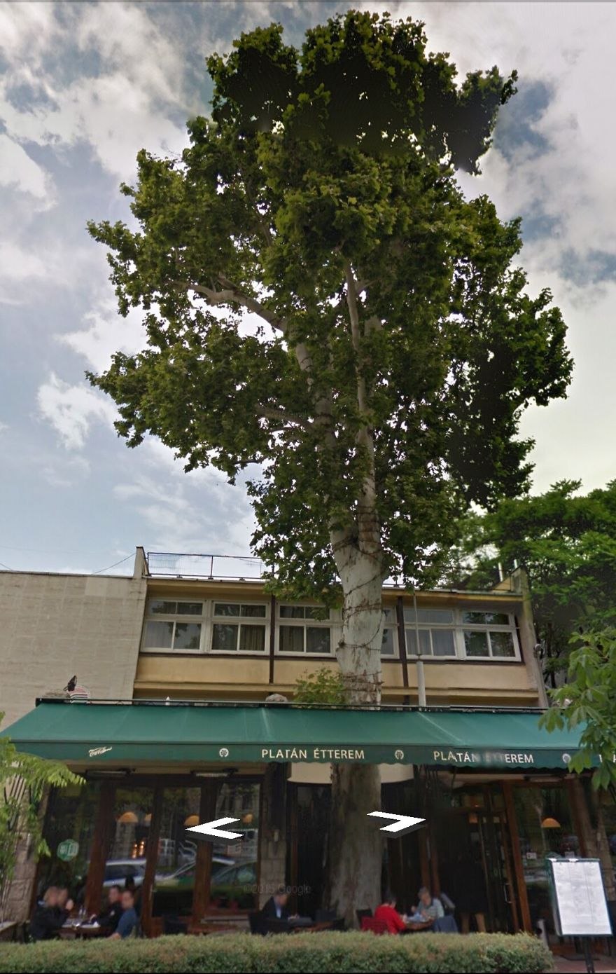 Платан обмен