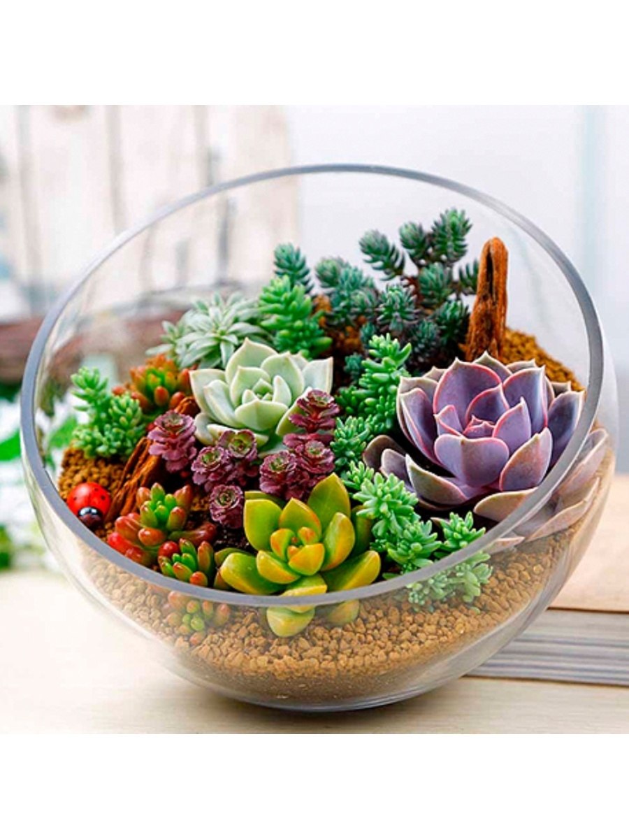 Суккулент Литопс микс