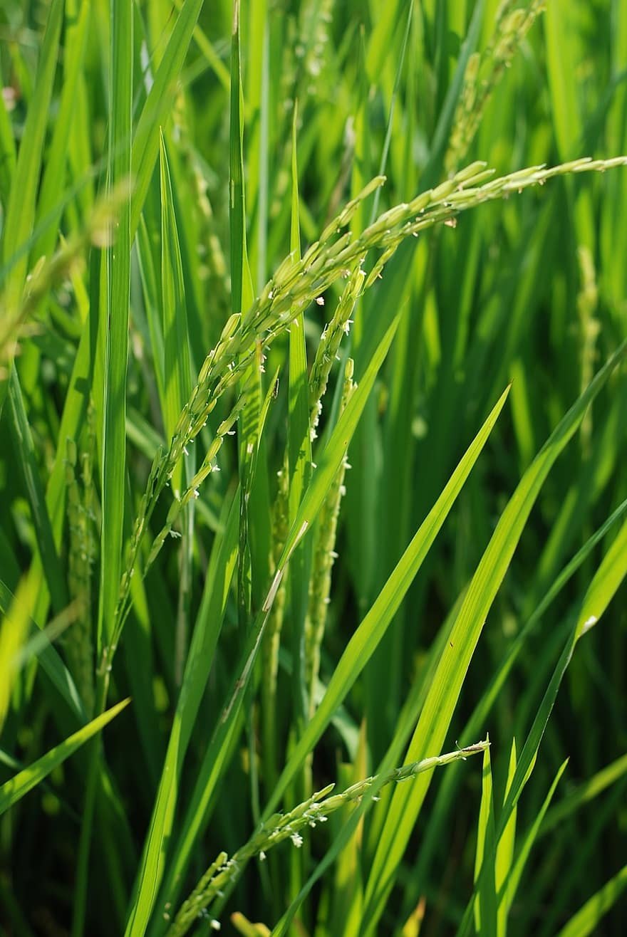 Растения поля