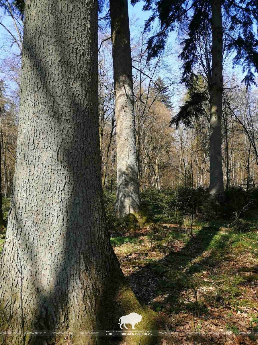 Беловежская пуща