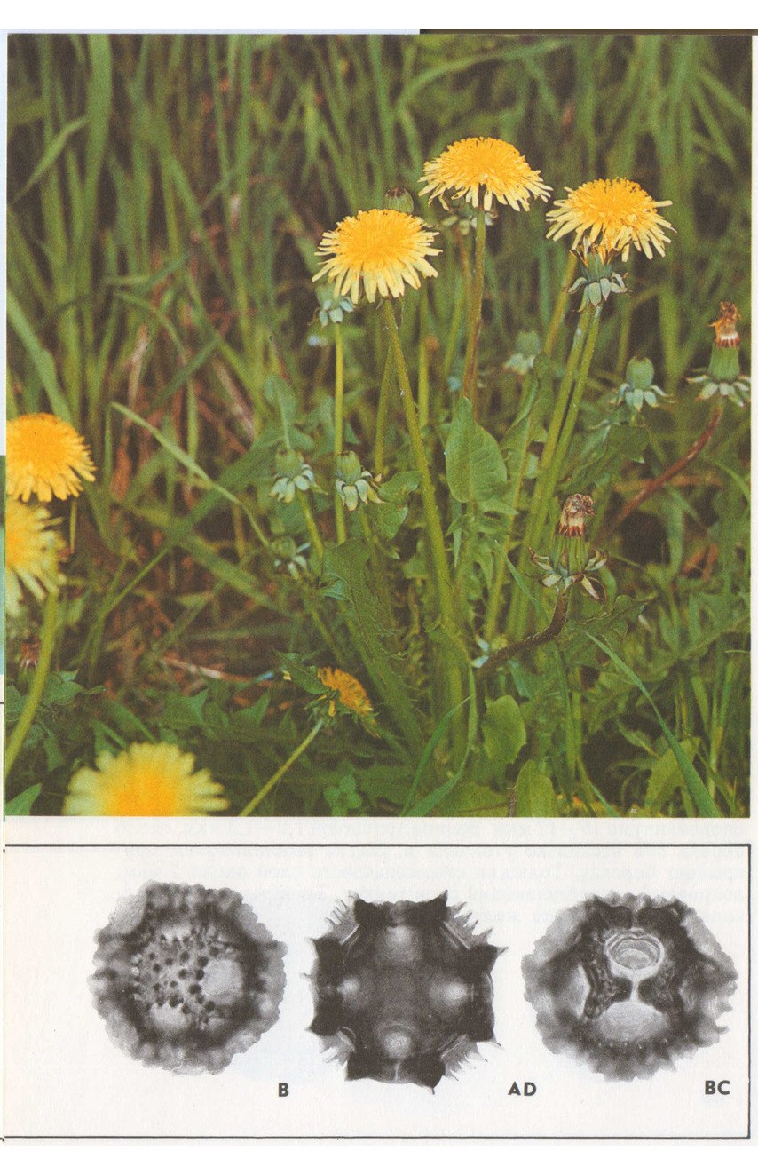 Корни одуванчика лекарственного - Radices Taraxaci officinalis