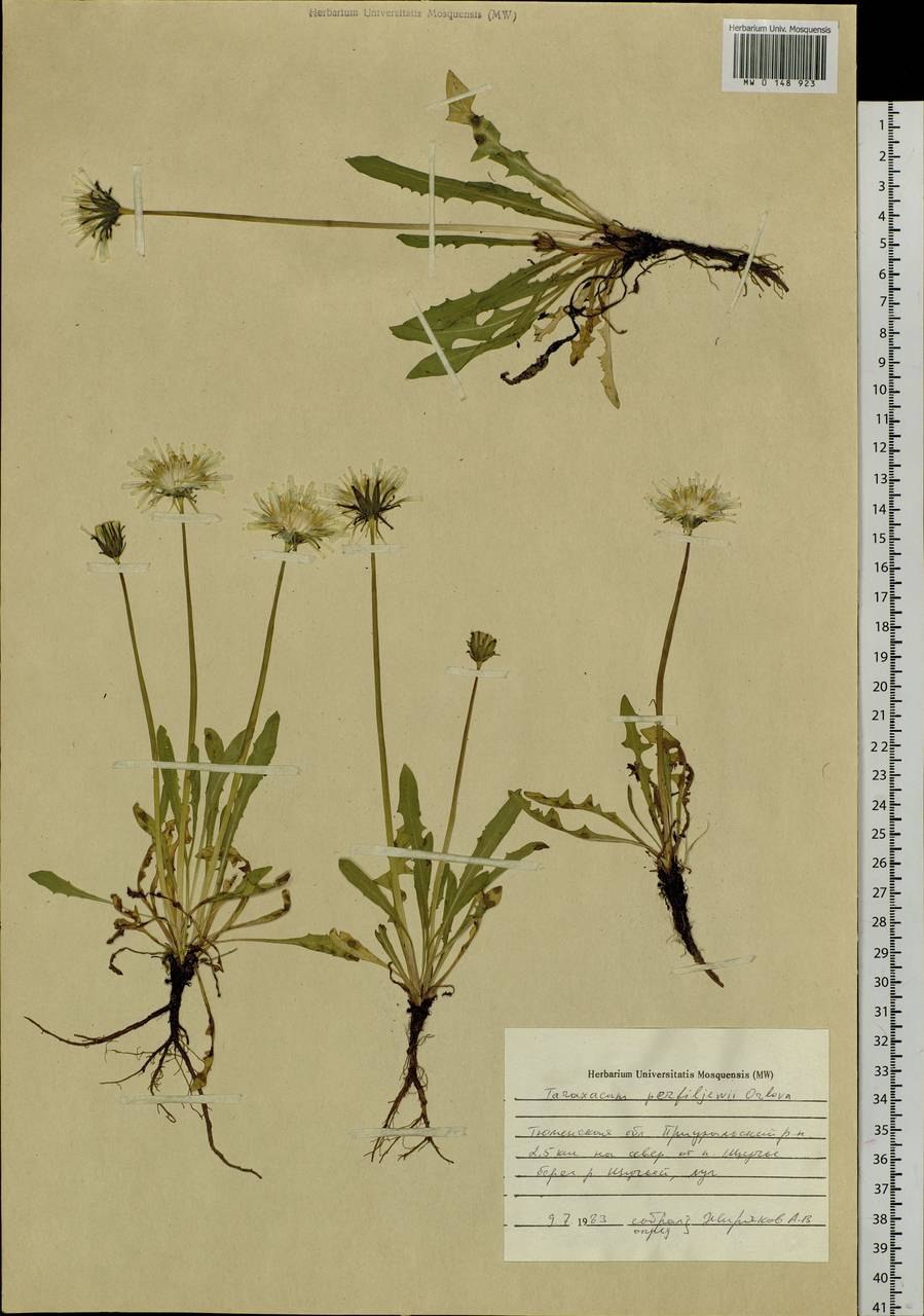 Одуванчик лекарственный классификация