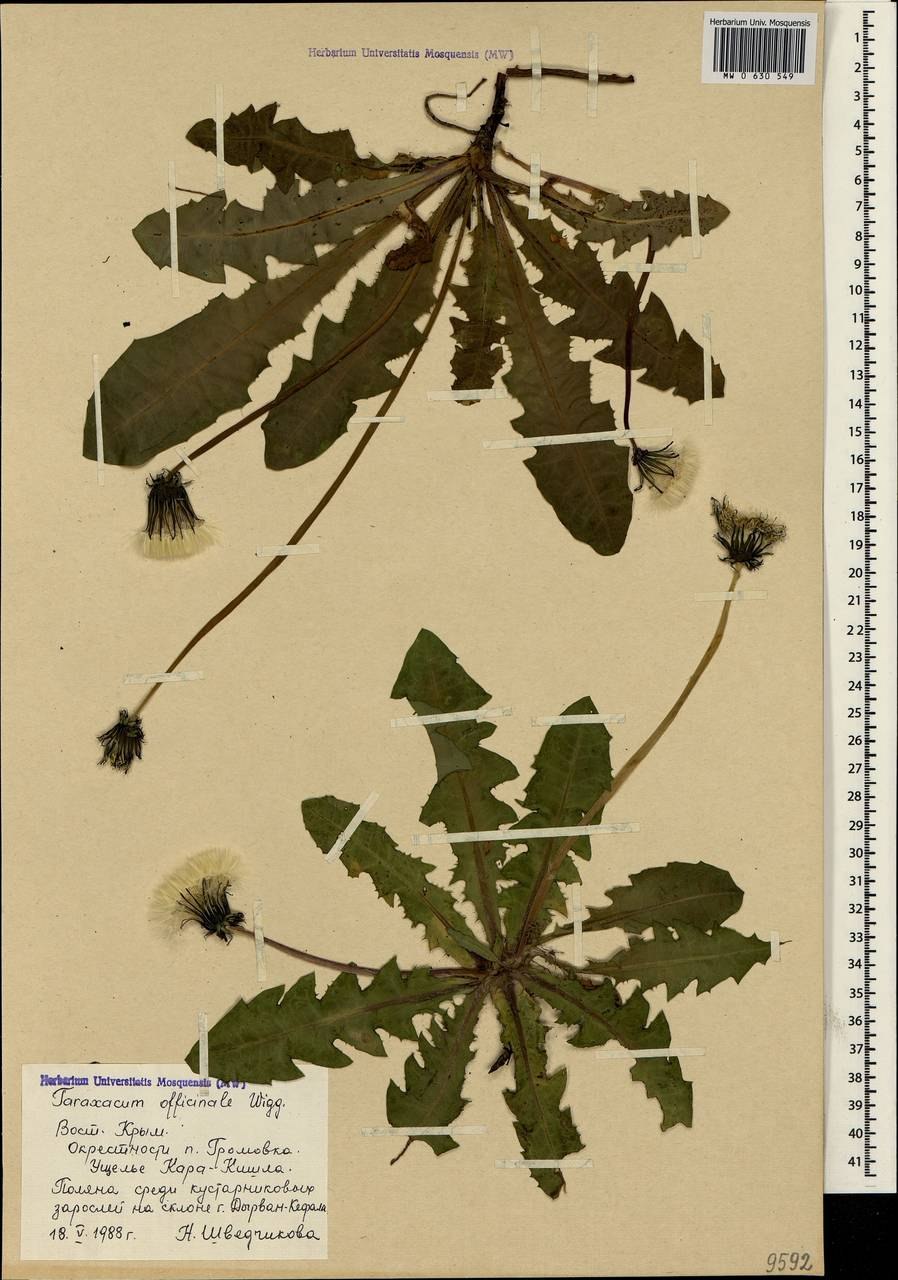 Одуванчик гербарий