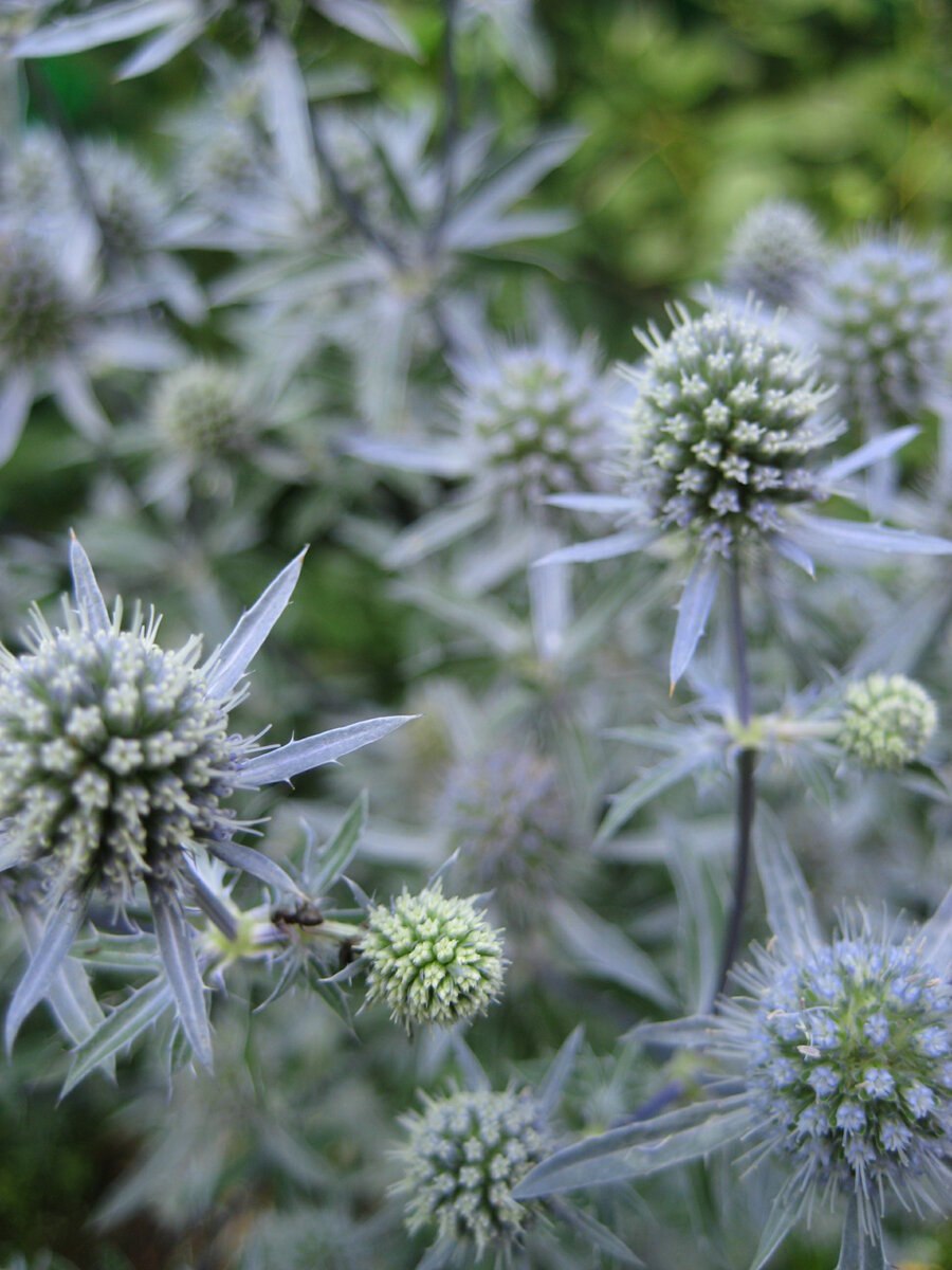 Синеголовник Барракуда