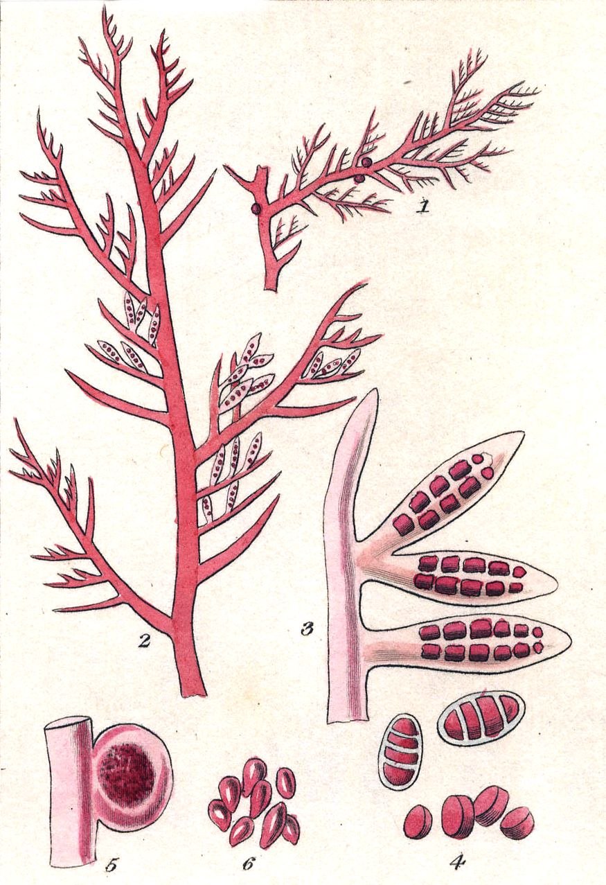 Полисифония чернеющая