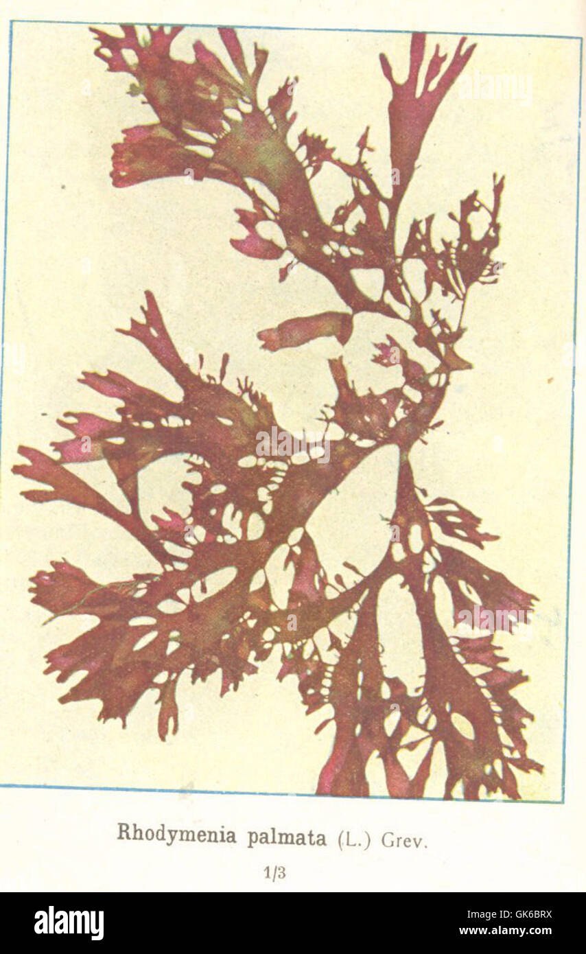 Бангия строение