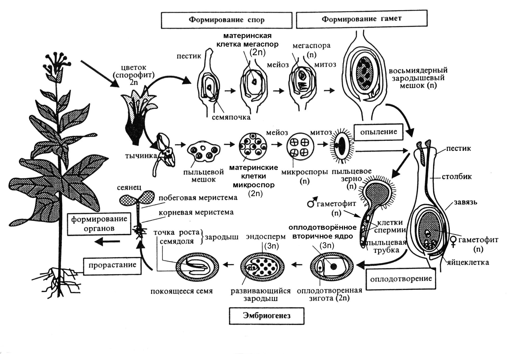 Стадии мужского гаметофита. Жизненный цикл покрытосеменных растений схема. Цикл развития растений схема. Жизненный цикл цветковых растений схема. Спорофит покрытосеменных растений.
