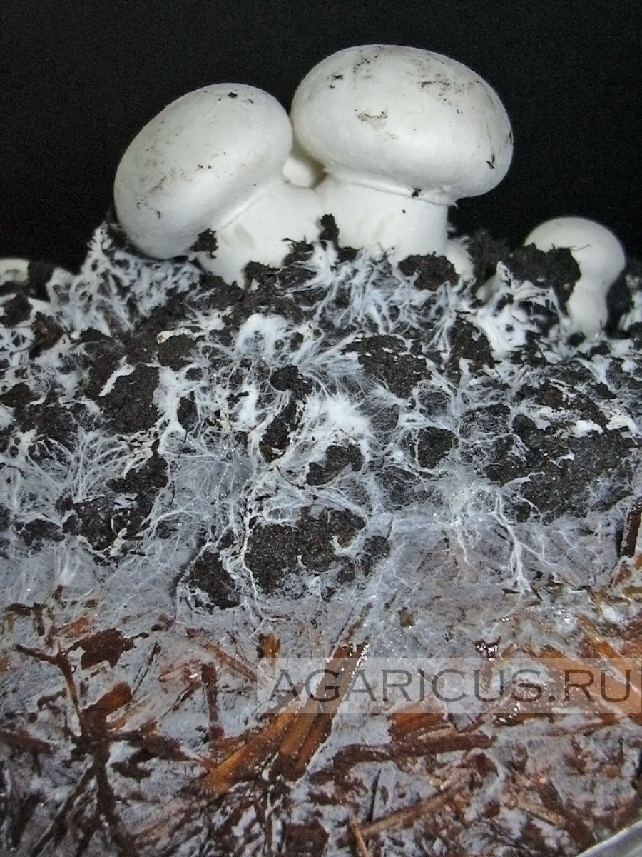 Грибы Размеры