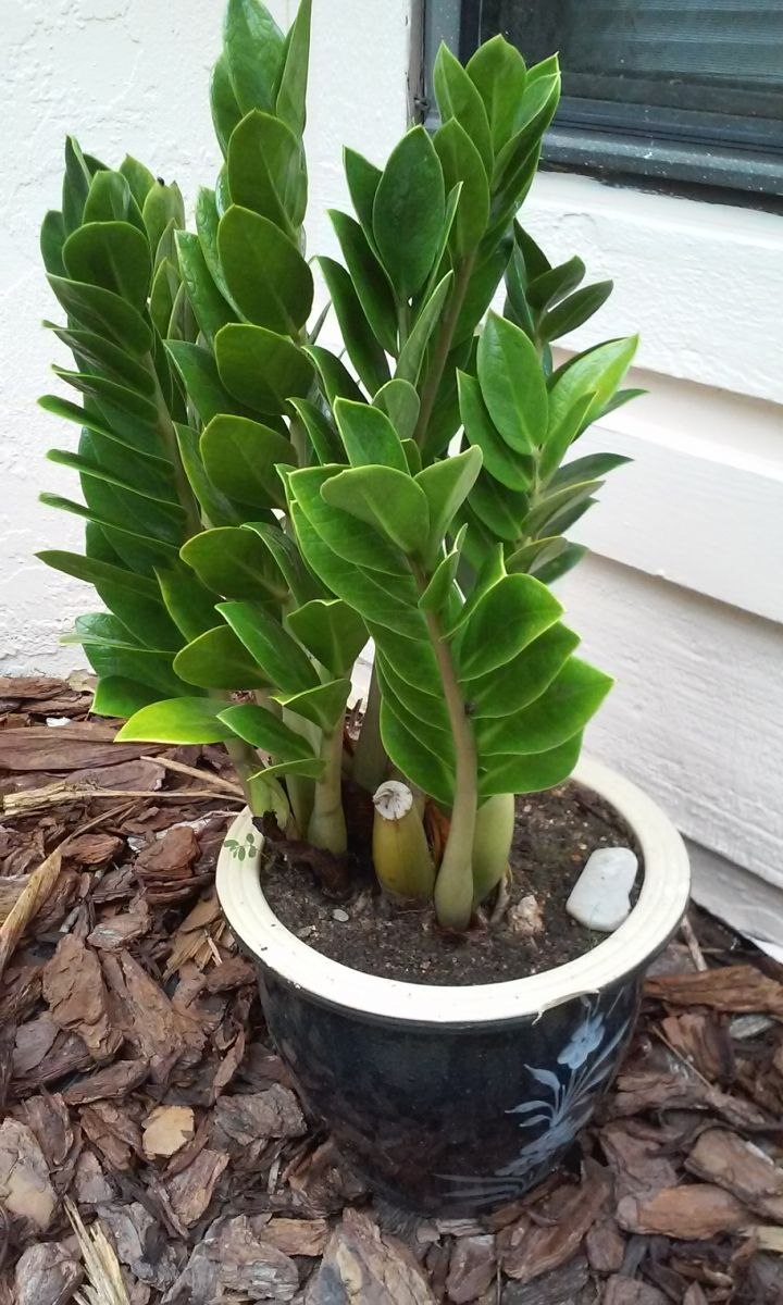 Замиокулькас юкка