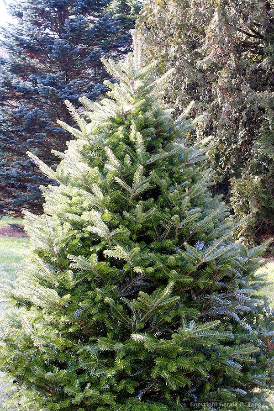 Пихта тордис