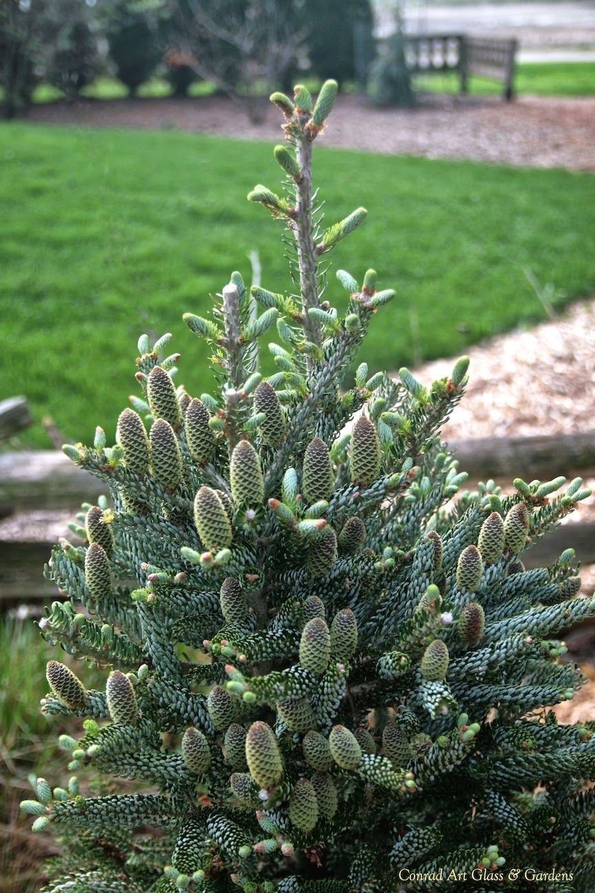 Пихта Абиес Кореана