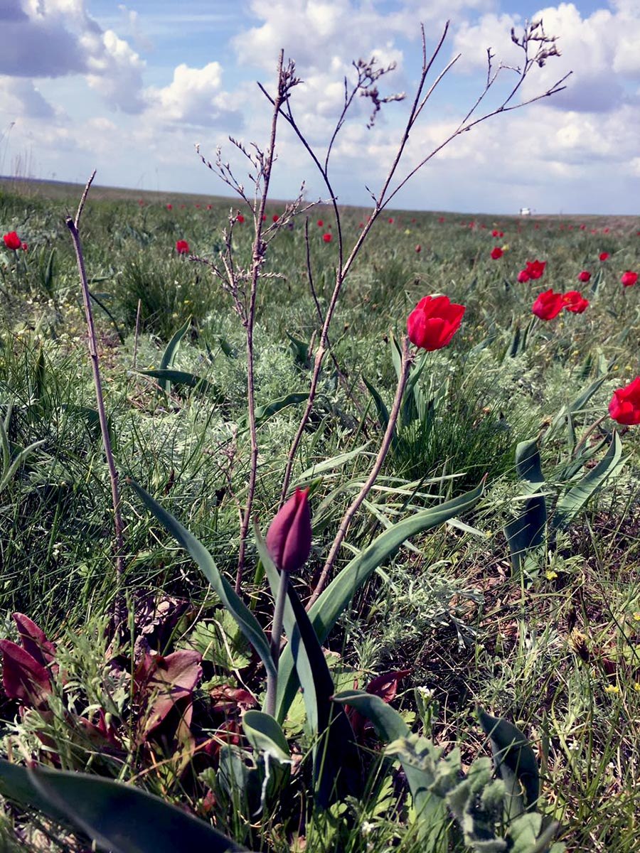 Тюльпан Шренка в степи