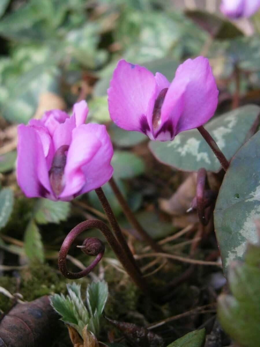 Полевые цветы похожие на цикламен