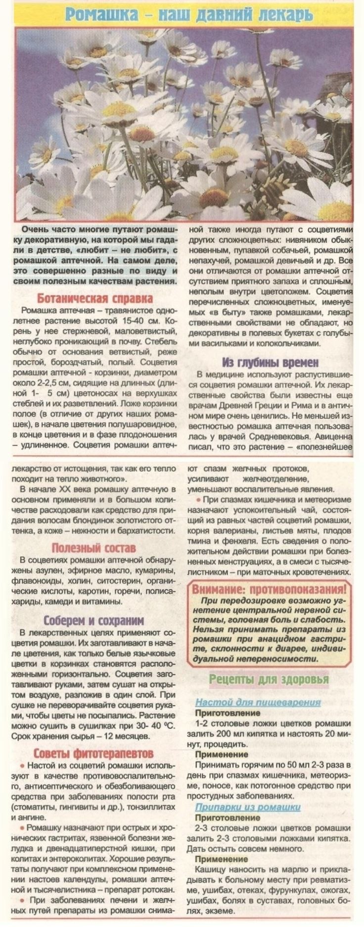 Ромашка аптечная листья