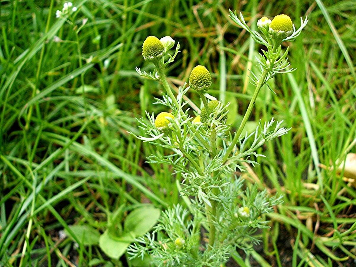 Пахуч. Matricaria matricarioides – Ромашка пахучая. Ромашка пахучая (Matricária discoídea). Лепидотека душистая. Лепидотека пахучая.