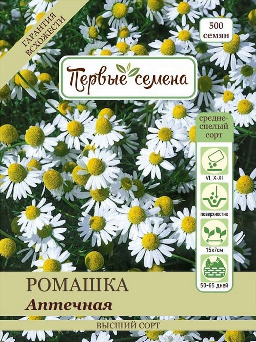 Ромашка аптечная и ромашка пахучая сходства и различия таблица