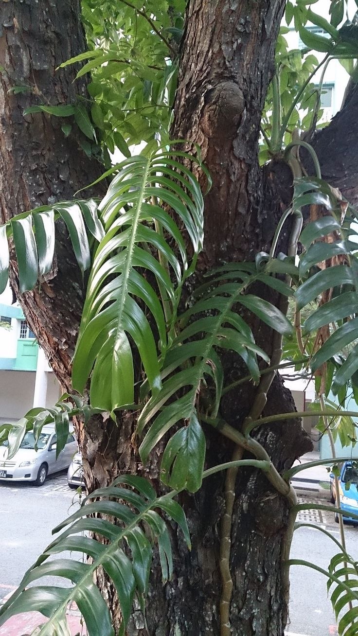 Филодендрон хвост дракона