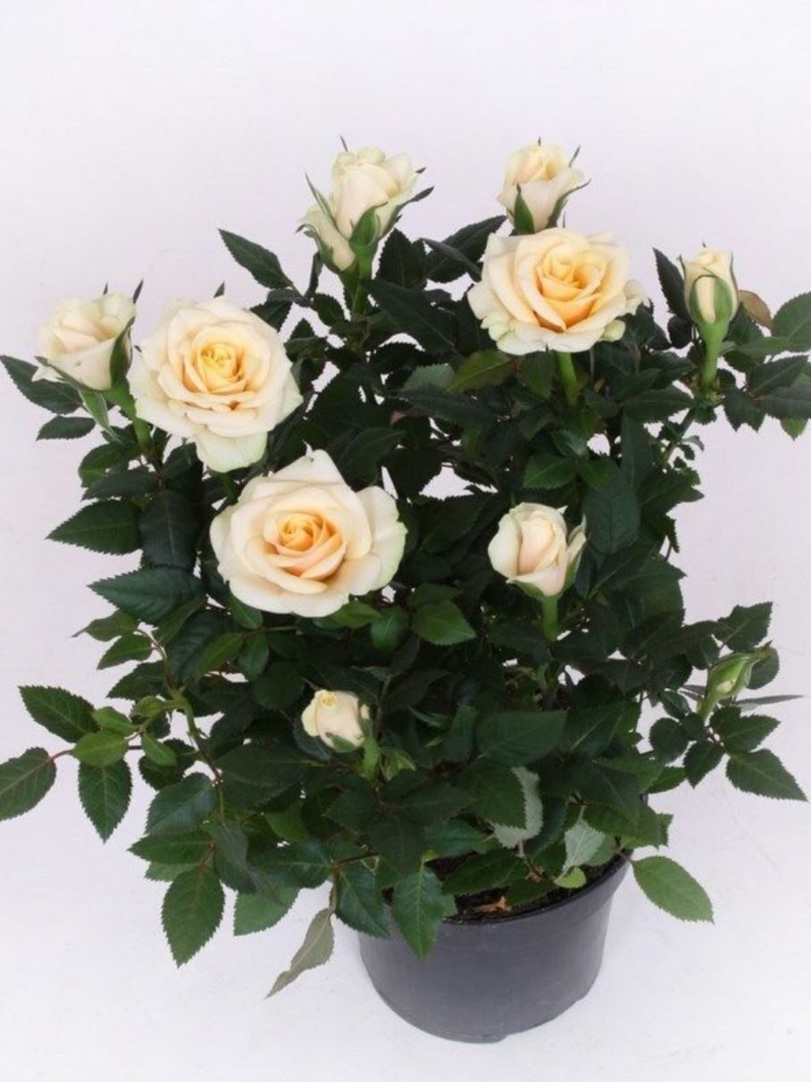 Роза Кордана (Rosa Kordana)