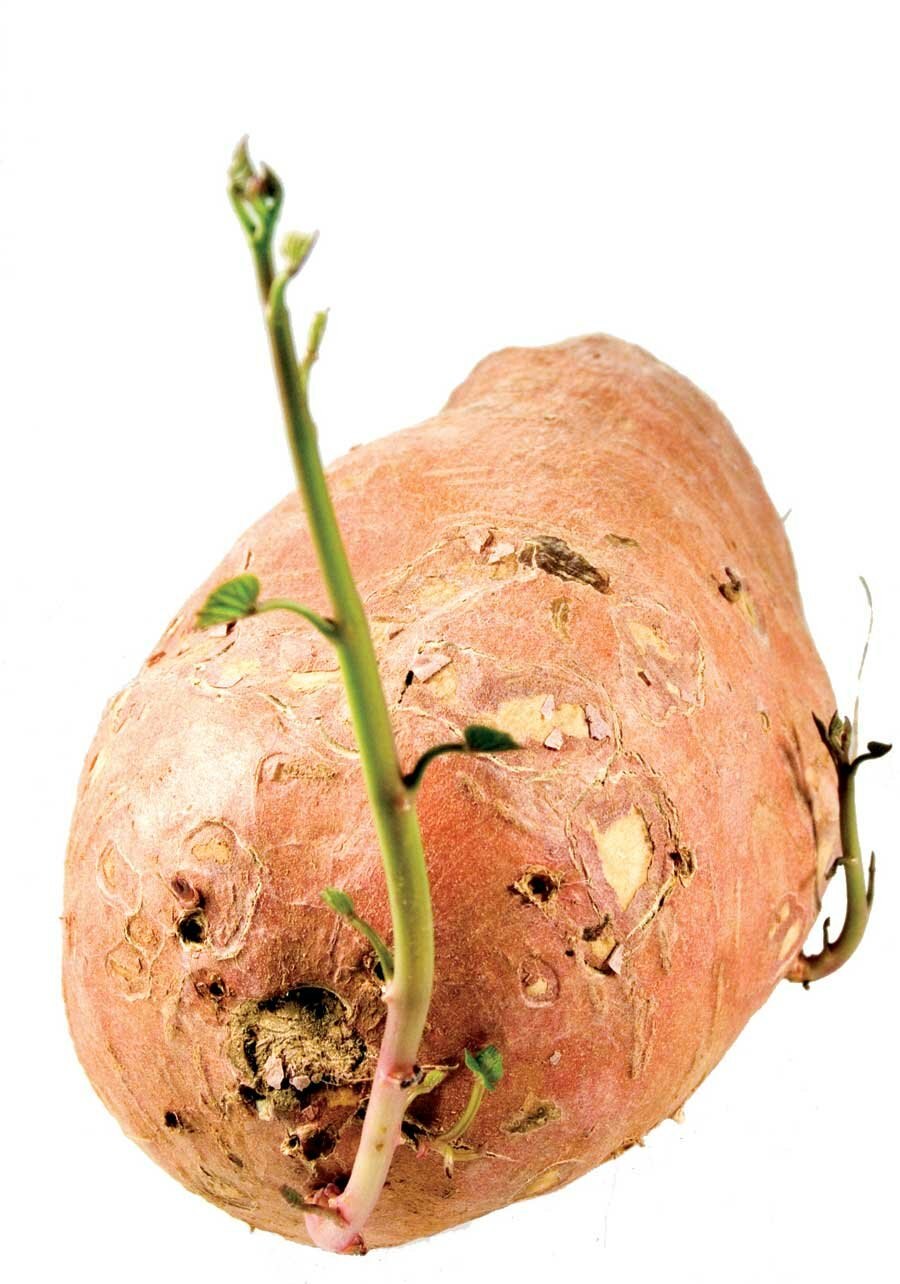 Картофель чародей