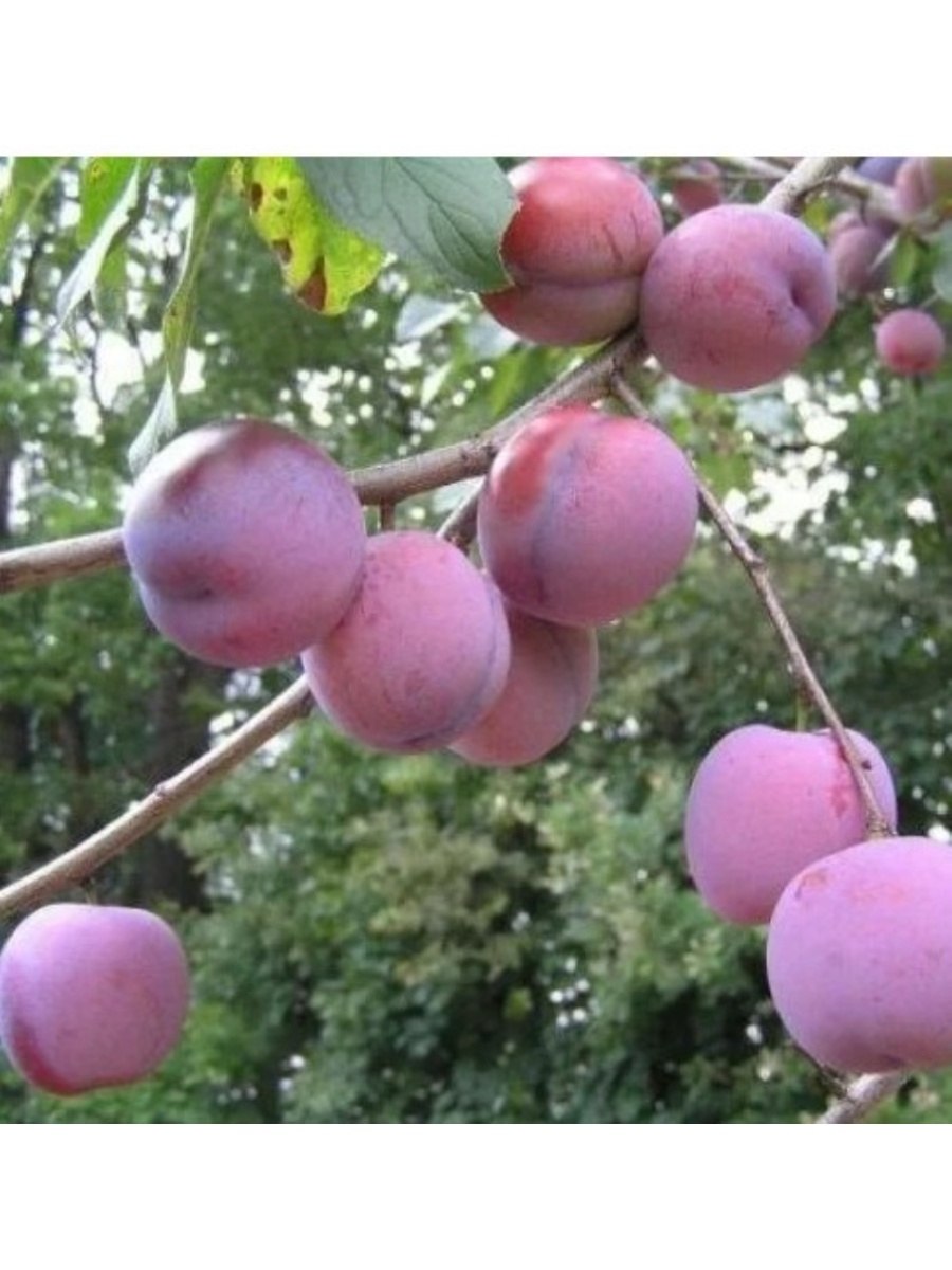 Слива Анна Шпет