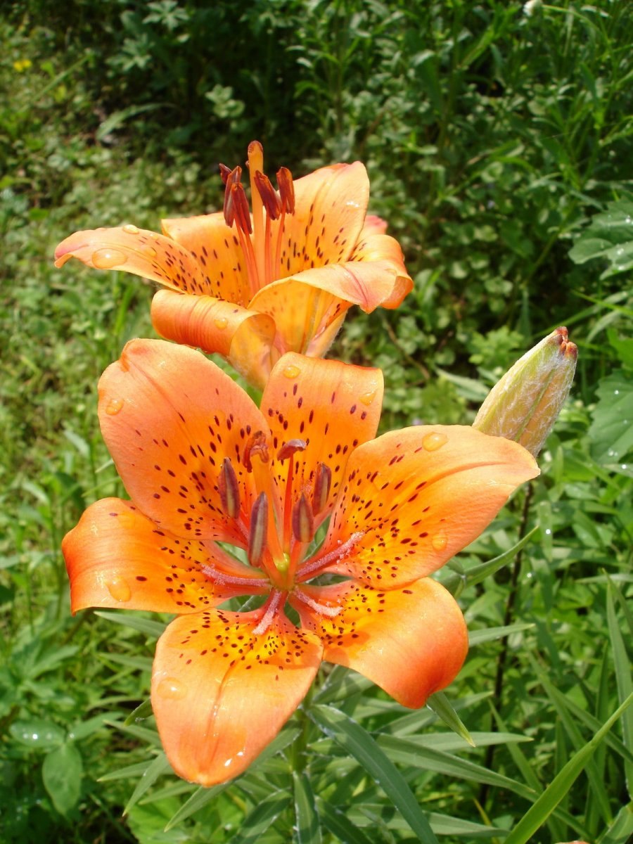 Лилия царские кудри