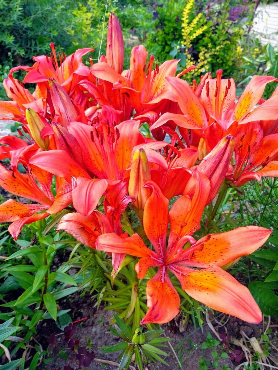 Лилия царские кудри Лилия царские кудри