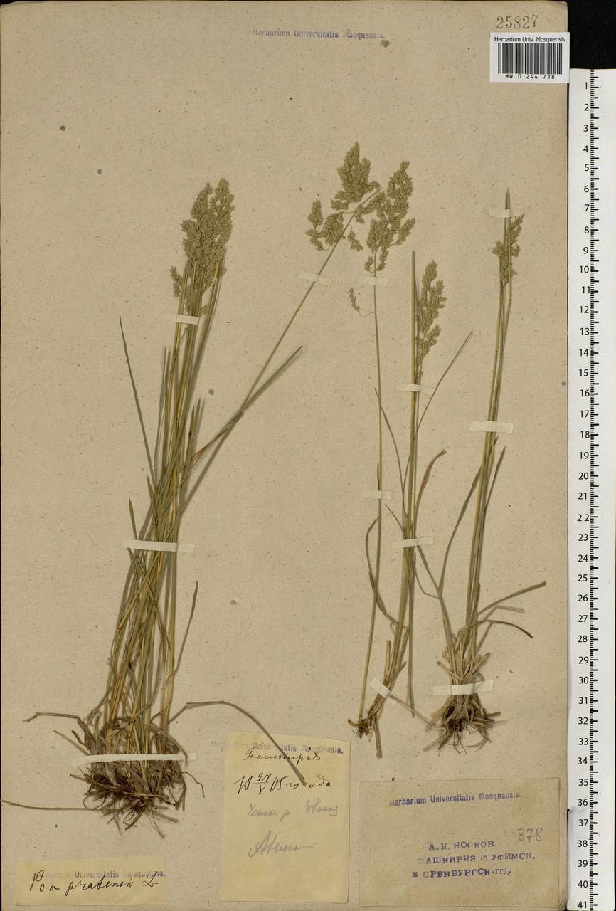 Тимофеевка раскраска