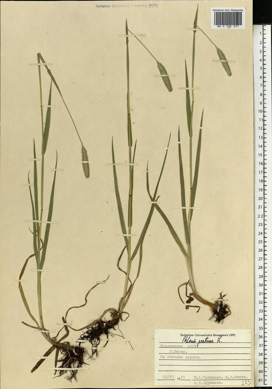 Трава Тимофеевка Луговая