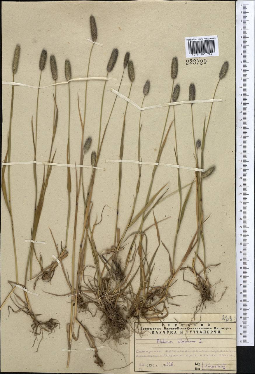 Отберите растения с Молочковой корневой системой
