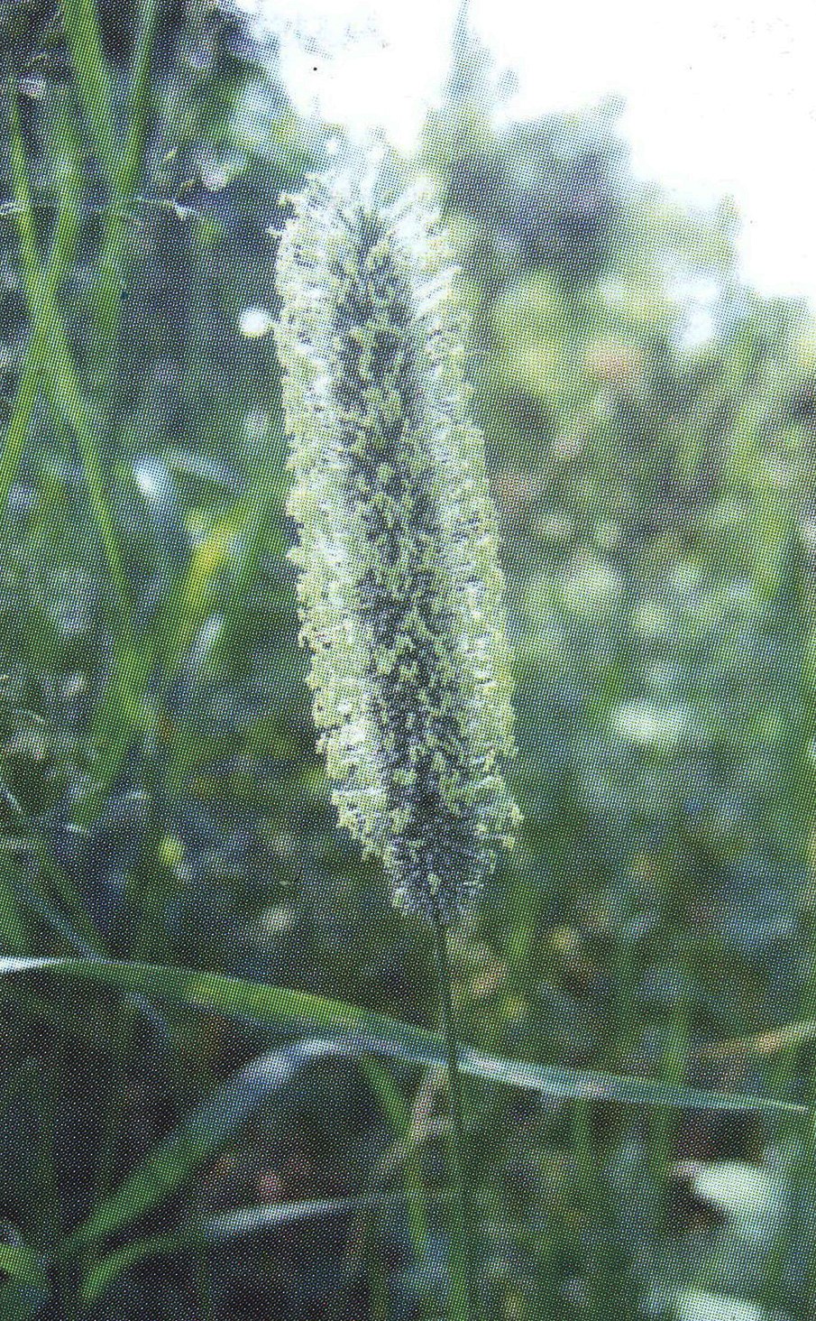 Тимофеевка Луговая гербарий