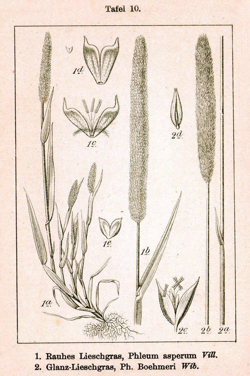 Тимофеевка Луговая Ленинградская 204