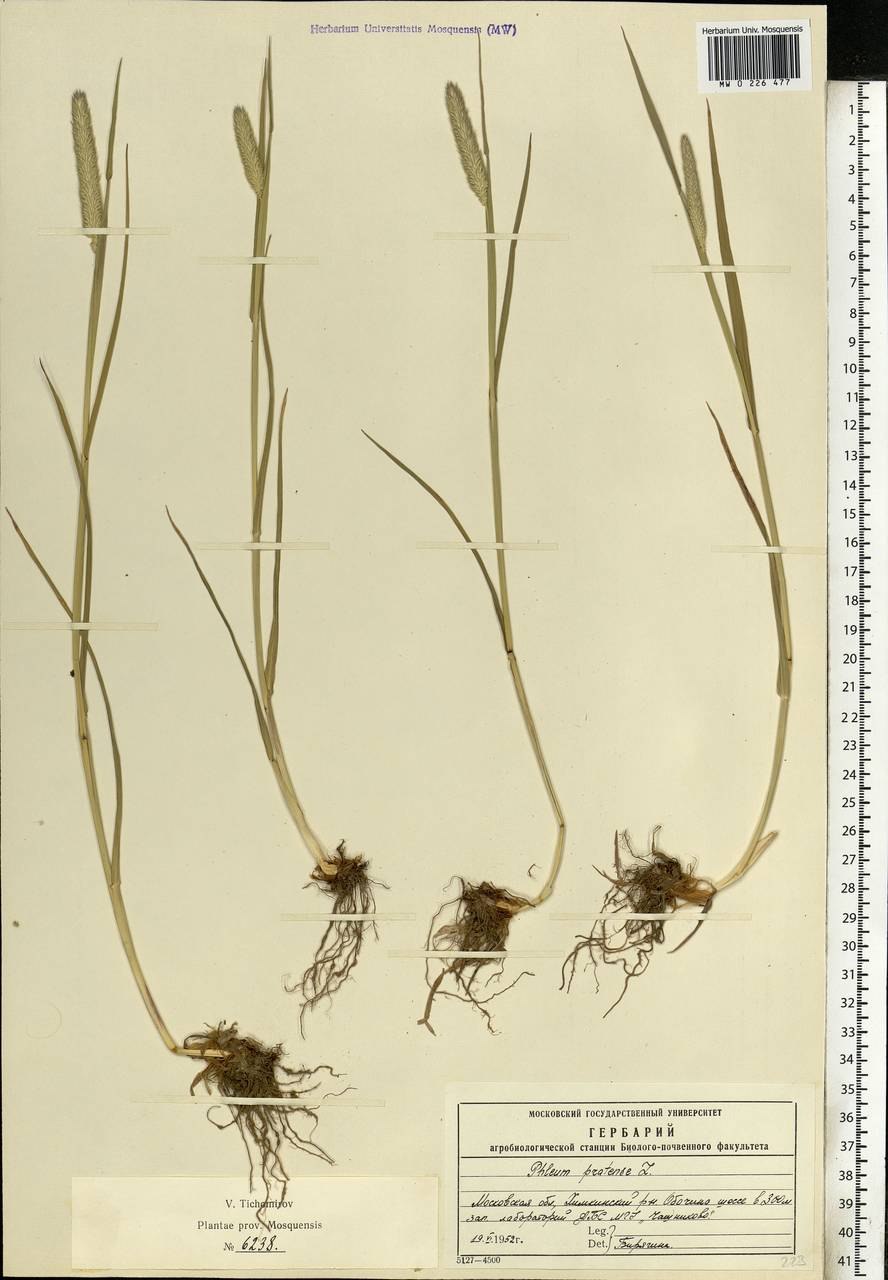 Диаграмма тимофеевки Луговой