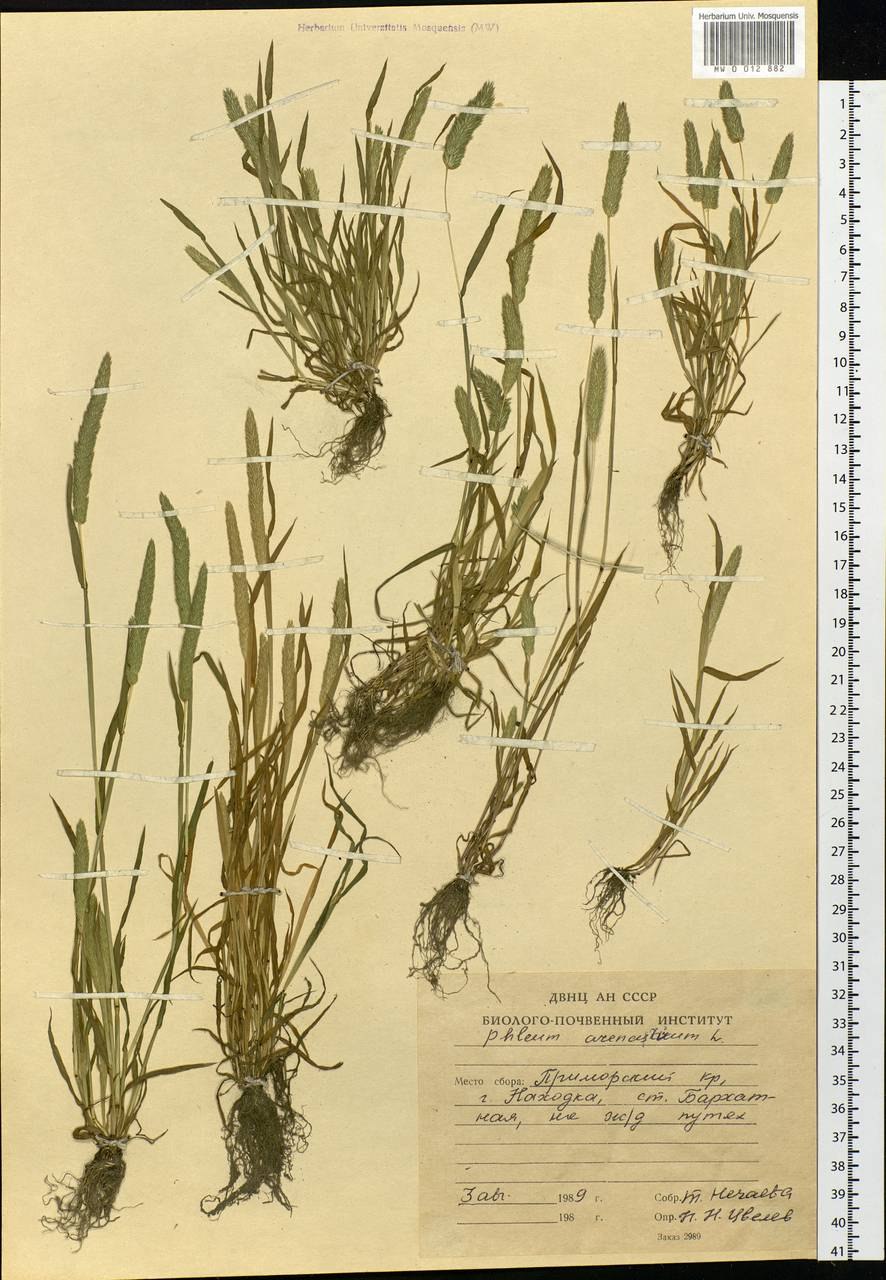 Тимофеевка Луговая, Phleum pratense (Phleum nodosum)