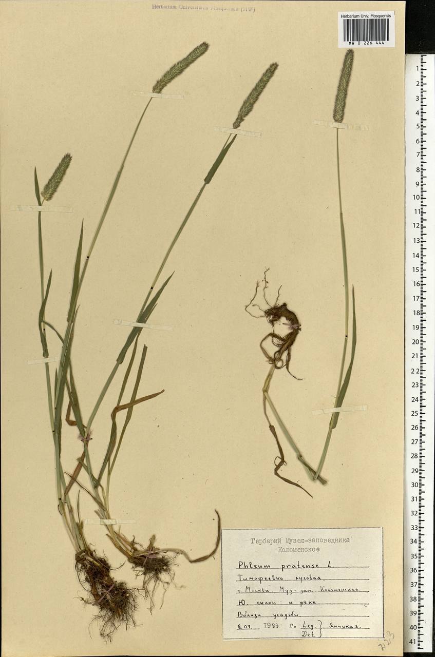 Тимофеевка Луговая органы