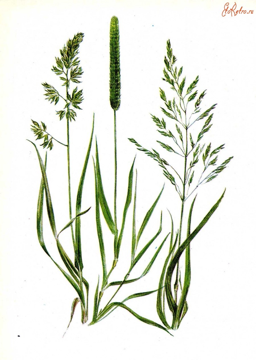 Лисохвост Луговой (лат. Alopecurus pratensis
