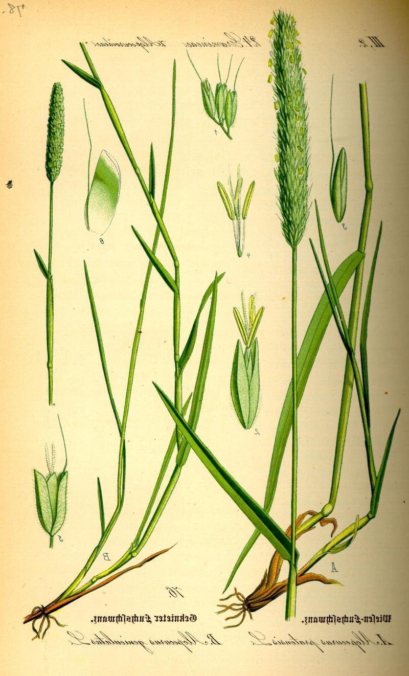 Тимофеевка Луговая аллергия