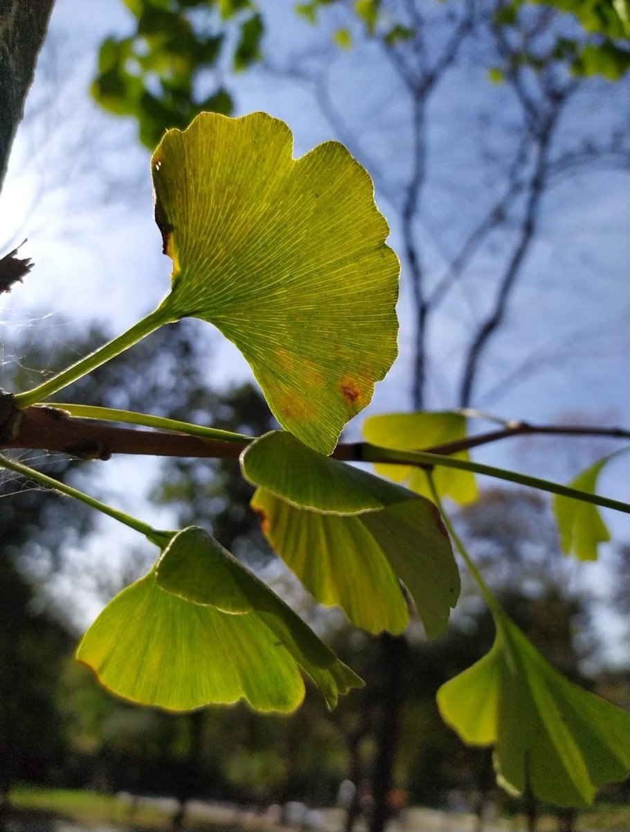 Гинкго билоба дерево