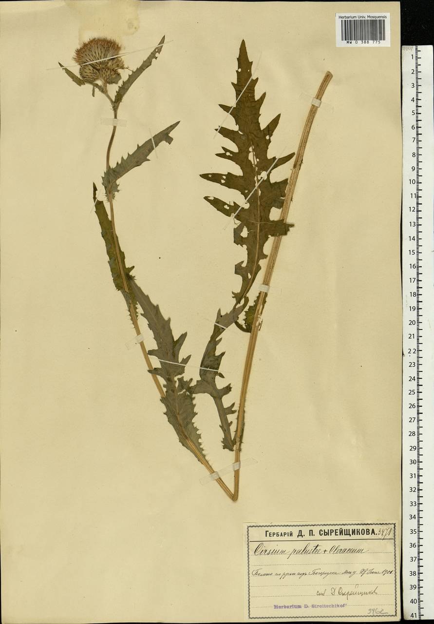 Чертополох курчавый (Carduus crispus)