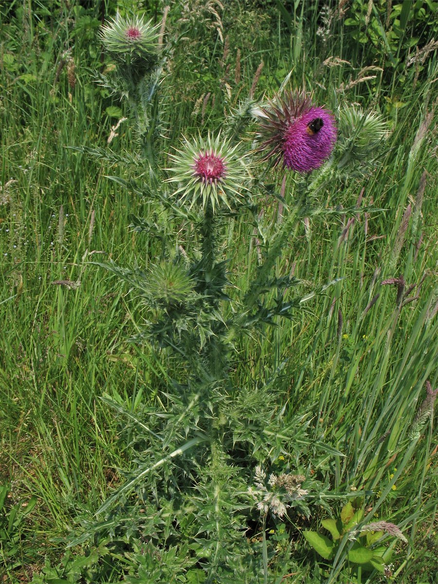 Бодяк огородный кролям