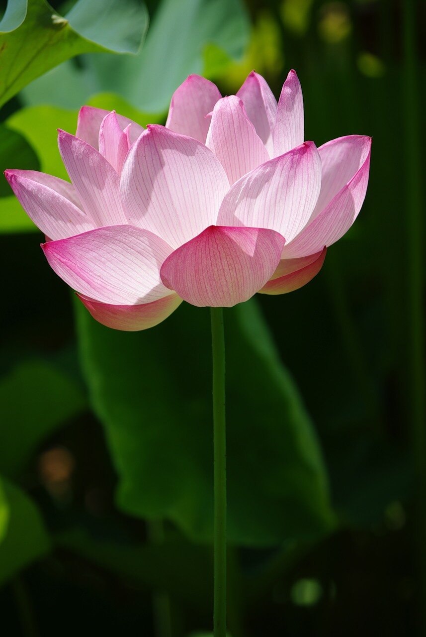 Лотус цветы в Японии